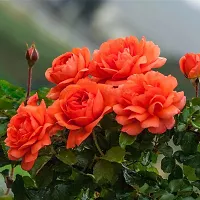 URAN Rose Plant-thumb2