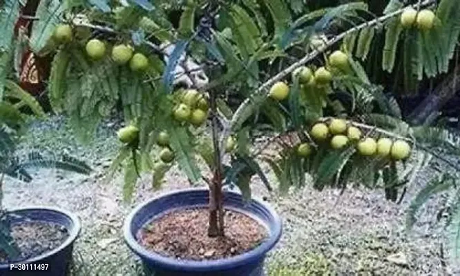 URAN Amla Plant