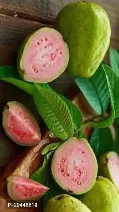 Guava PlantHybrid And Grafted Easy To Grow | Plant With Growing Bag| Plant Hight 1.5-1.61 Fit [S574]-thumb0