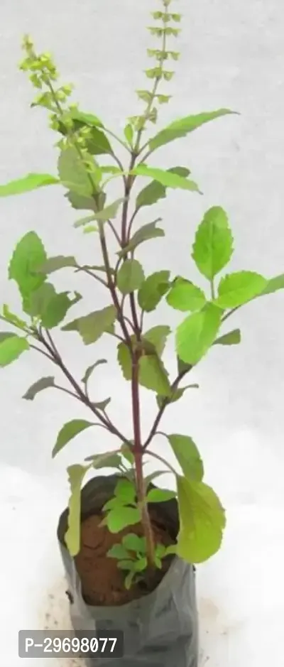 Tulsi Plant-thumb0