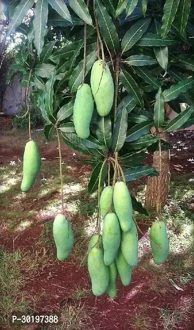 URAN  Mango Plant