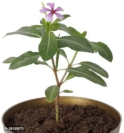 URAN Sadabahar/Periwinkle Plant-thumb0