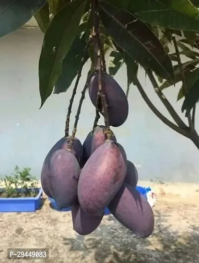 Mango PlantHybrid And Grafted Easy To Grow | Plant With Growing Bag| Plant Hight 1.5-1.242 Fit [S755]-thumb0