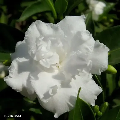 Night Bloom Jasmine Plant-thumb0