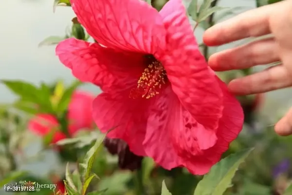 URAN  Hibiscus Plant