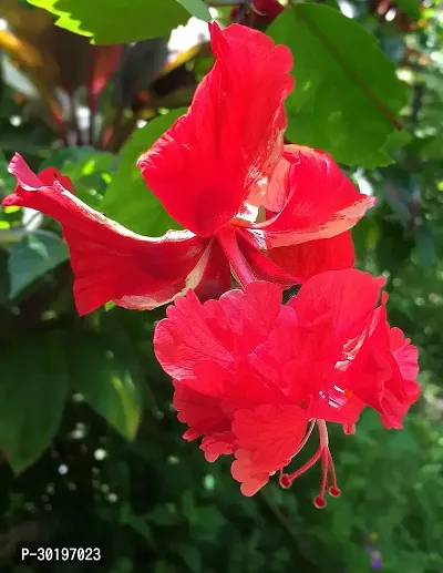 URAN  Hibiscus Plant