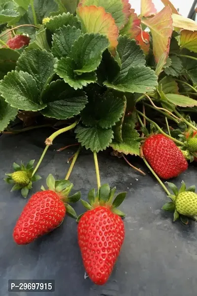 Strawberry Plant