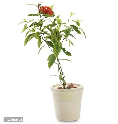 URAN Trothic Ixora/Chethi Plant