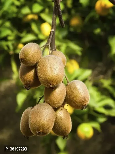 URAN  Kiwi Plant