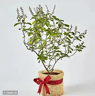 Tulsi Plant