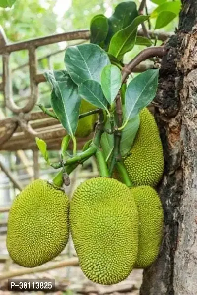 URAN Jack Fruit Plant-thumb0