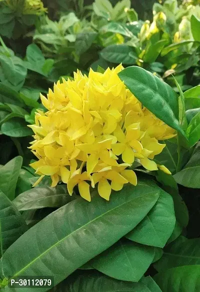 URAN Ixora Plant