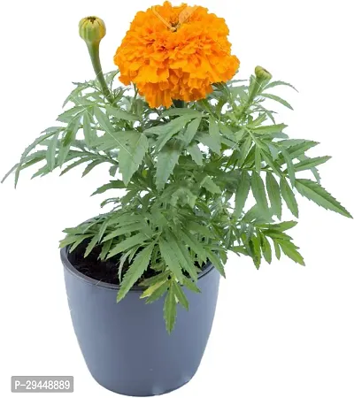 Chrysanthemums/ Guldavari PlantHybrid And Grafted Easy To Grow | Plant With Growing Bag| Plant Hight 1.5-1.140 Fit [S653]