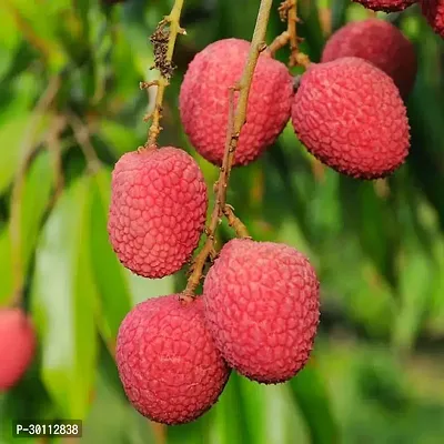 URAN Litchi Plant-thumb0