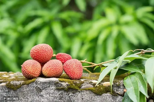 URAN Litchi Plant-thumb0