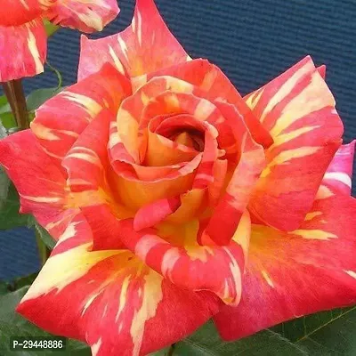 Rose PlantHybrid And Grafted Easy To Grow | Plant With Growing Bag| Plant Hight 1.5-1.137 Fit [S650]