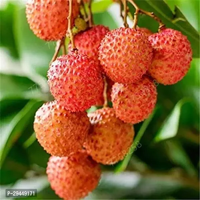 Litchi PlantHybrid And Grafted Easy To Grow | Plant With Growing Bag| Plant Hight 1.5-1.330 Fit [S843]-thumb0