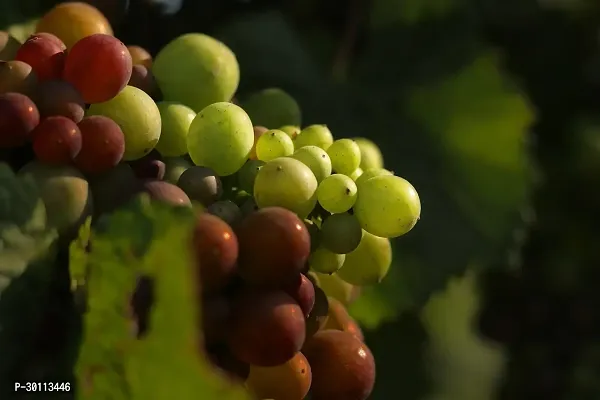 URAN Grapes Plant-thumb0