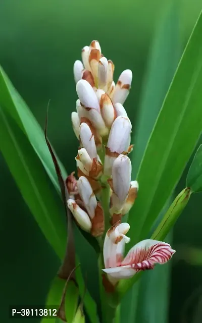 URAN Elaichi/Cardamom Plant-thumb0