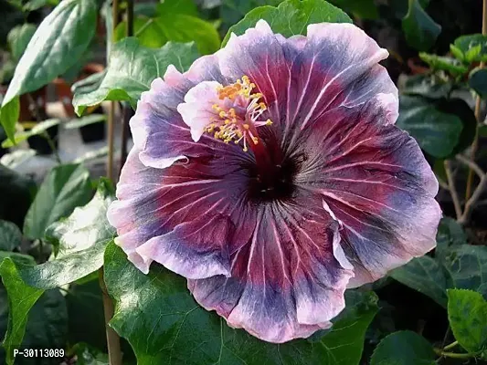 URAN Hibiscus Plant-thumb0