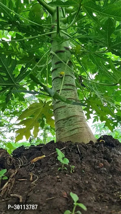 URAN Papaya Plant-thumb2