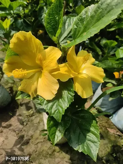 URAN  Hibiscus Plant