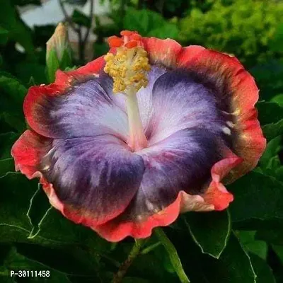 URAN Hibiscus Plant-thumb0