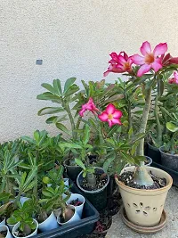 URAN Adenium Plant-thumb1