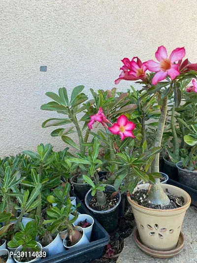 URAN Adenium Plant-thumb2