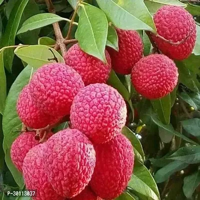 URAN Litchi Plant-thumb0