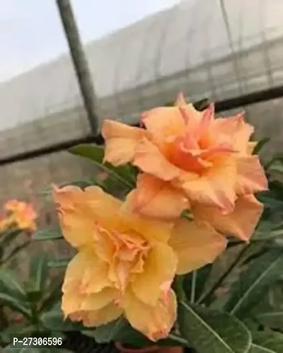 Adenium PlantHybrid And GraftedEasy To Grow[AN1001][a486]-thumb0