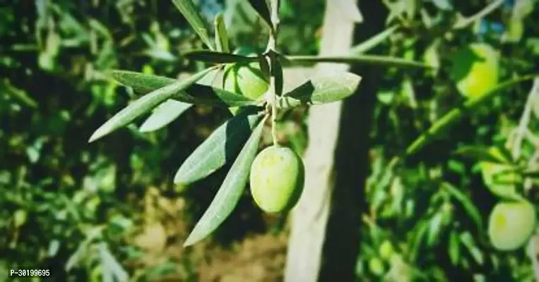 URAN Mango Plant