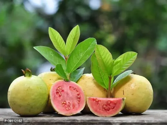 URAN Guava Plant