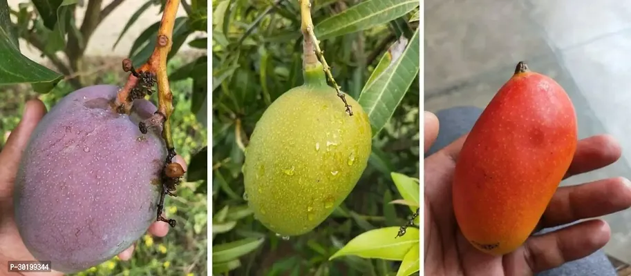 URAN Mango Plant-thumb0