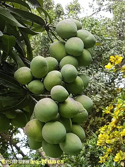 URAN Mango Plant-thumb0