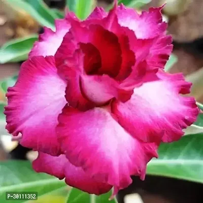 URAN Adenium Plant-thumb0