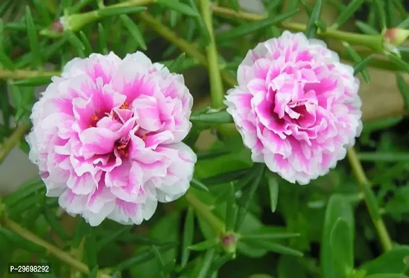 Portulaca Plant