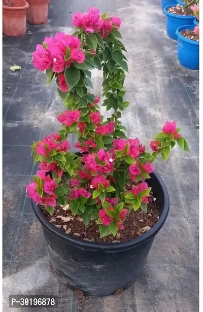 URAN  Baugainvillea Plant