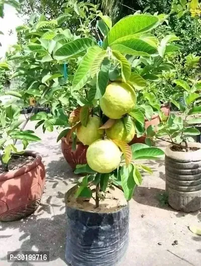 URAN Guava Plant-thumb0