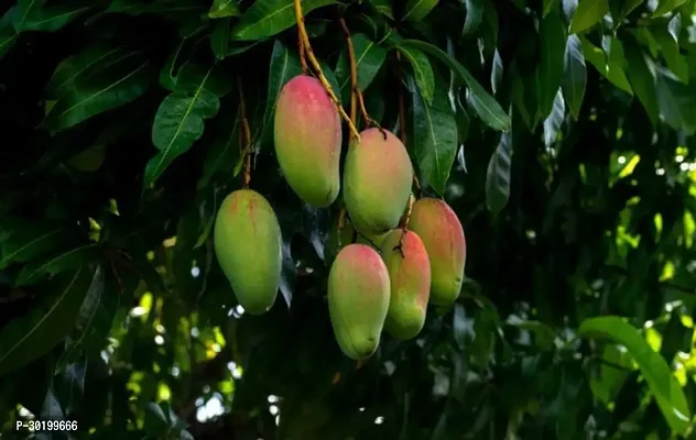 URAN Mango Plant-thumb0