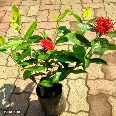 URAN Trothic Ixora/Chethi Plant-thumb0