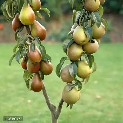 URAN Pear Plant-thumb0