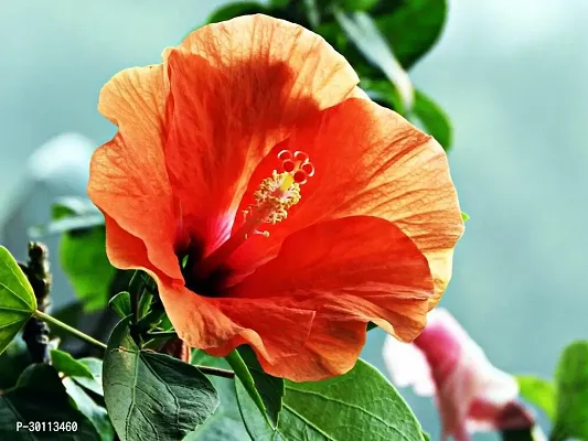 URAN Hibiscus Plant-thumb0