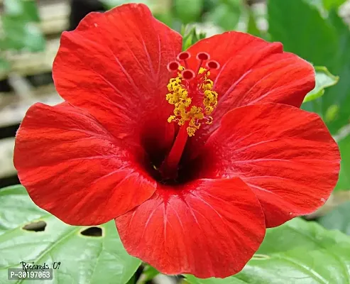 URAN  Hibiscus Plant-thumb0