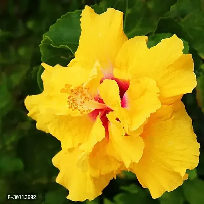 URAN Hibiscus Plant-thumb0