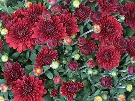 URAN Chrysanthemums/ Guldavari Plant-thumb1