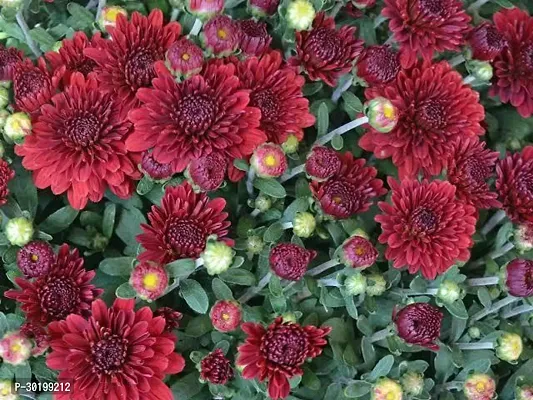 URAN Chrysanthemums/ Guldavari Plant-thumb2