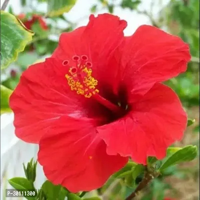 URAN Hibiscus Plant-thumb0