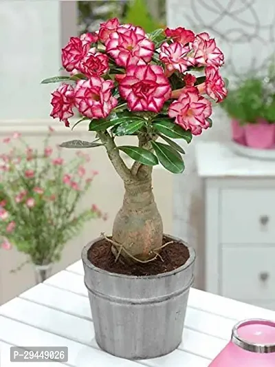 Adenium PlantHybrid And Grafted Easy To Grow | Plant With Growing Bag| Plant Hight 1.5-1.185 Fit [S698]-thumb0