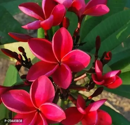 Plumeria PlantHybrid And Grafted Easy To Grow | Plant With Growing Bag| Plant Hight 1.5-1.189 Fit [S702]-thumb0